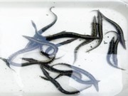 TP Hồ Chí Minh: Cải tiến quy trình sản xuất giống cá chạch lấu 